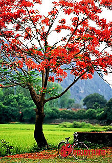 Mùa Hè Tinh Khôi